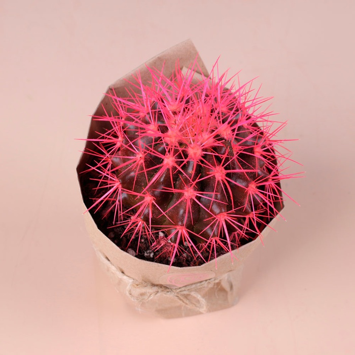 Цветной эхинокактус в горшке, микс