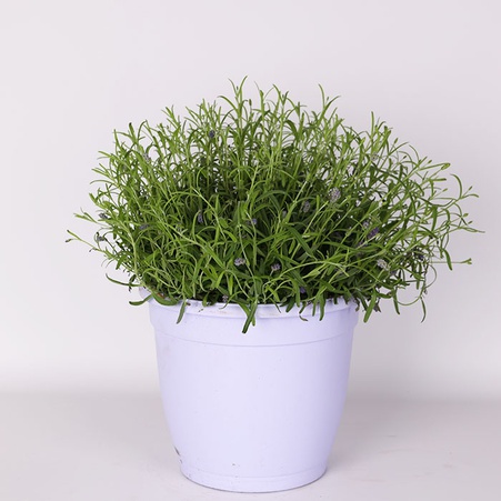 Лаванда в подарочной упаковке, L