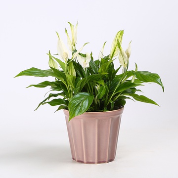 Спатифиллум в горшке, S