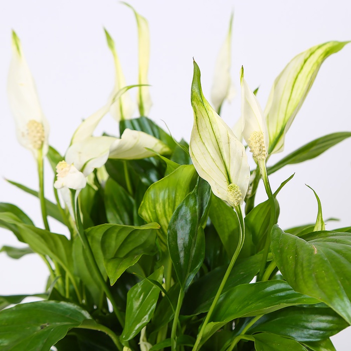 Спатифілум в горшку, S