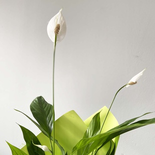 Спатифиллум в горшке и зеленой упаковке