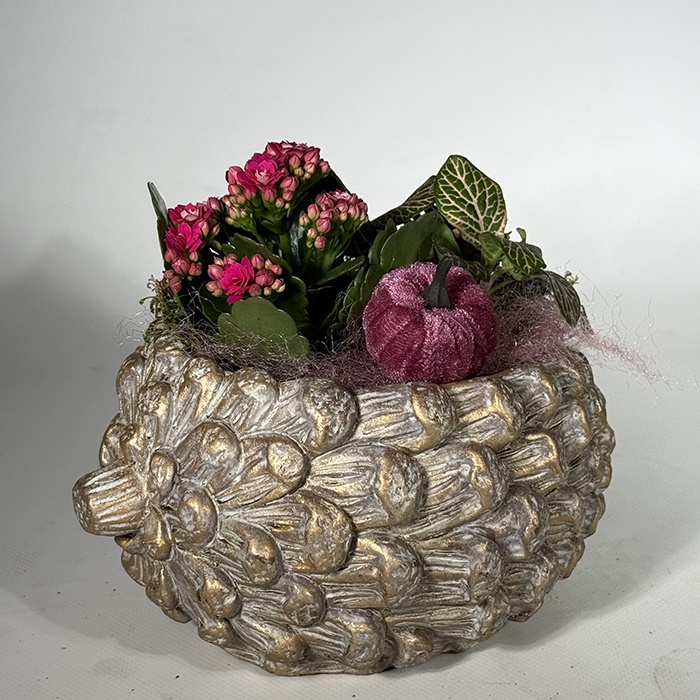 Висадка із рослин у кашпо "Шишка"