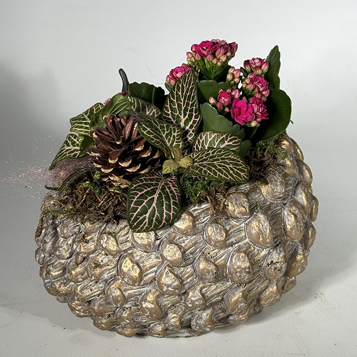 Висадка із рослин у кашпо "Шишка"