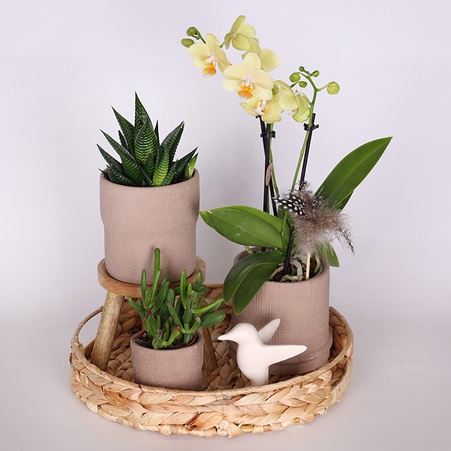 Сет в кашпо "Балі"