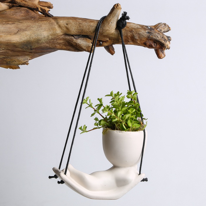 Мікс рослини в кашпо