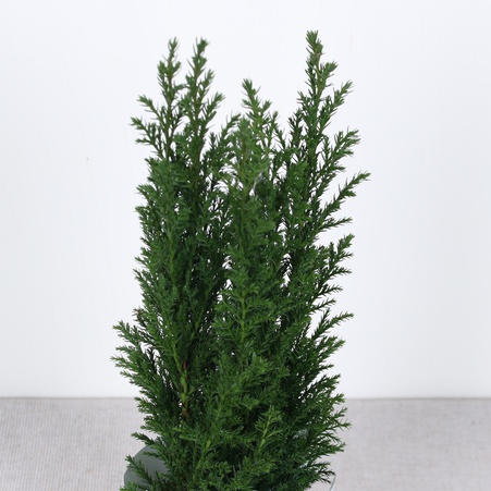 Новогодний кипарис в горшке