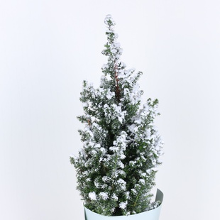 Кипарис новорічний засніжений у горщику