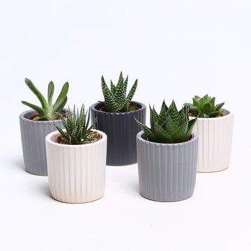 Ечіверія мікс в кашпо