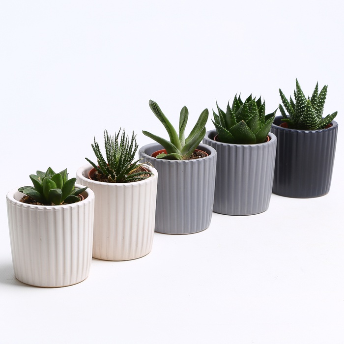 Эчиверия микс в кашпо