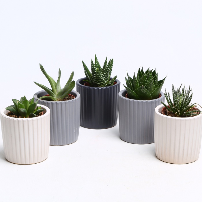 Эчиверия микс в кашпо