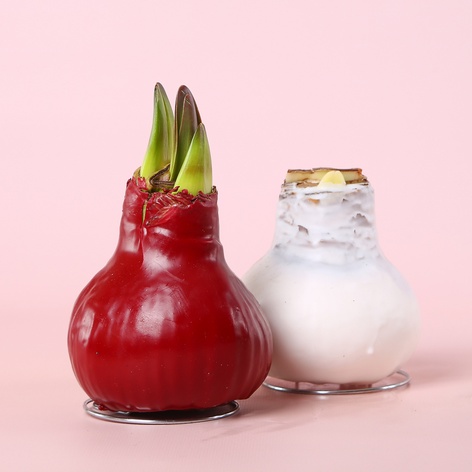 Амариллис в воске микс