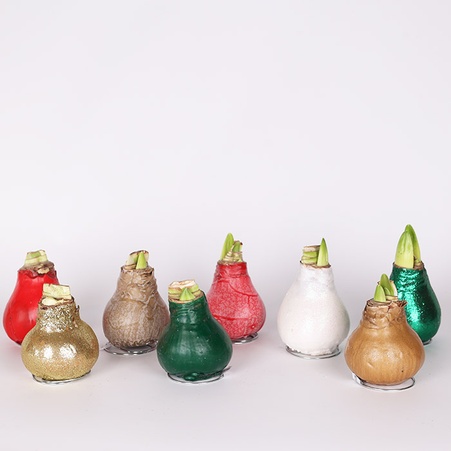 Амариліс у воску мікс