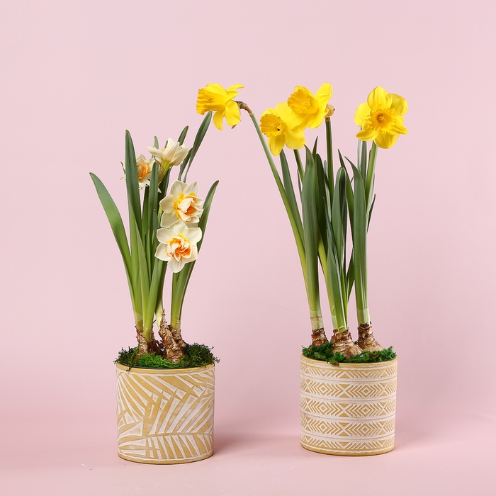 Весенний нарцисс в кашпо