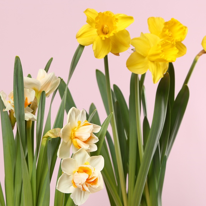 Весенний нарцисс в кашпо