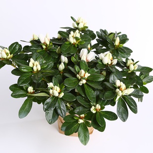 Рододендрон (Азалия) в горшке