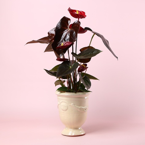 Антуріум в вазоні, M