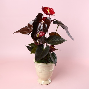 Антуріум в вазоні, M