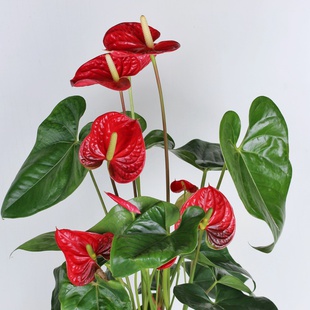 Антуріум в вазоні, M