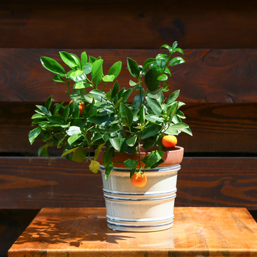 Цитрусове дерево в горшку, XS