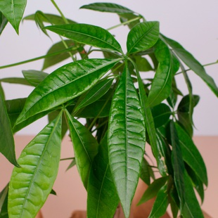 Пахира в горшке