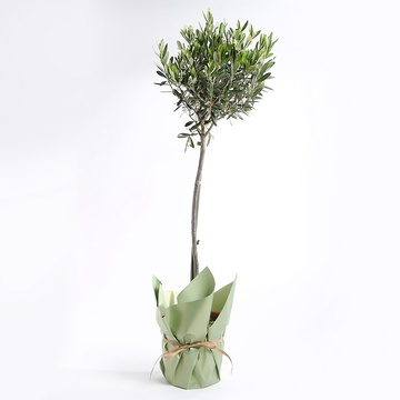 Олива в горщику, М