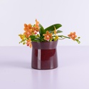 Орхидея мини в вазе