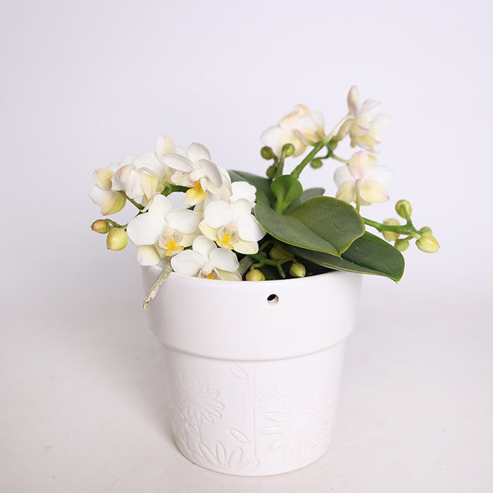 Орхідея міні у горщику