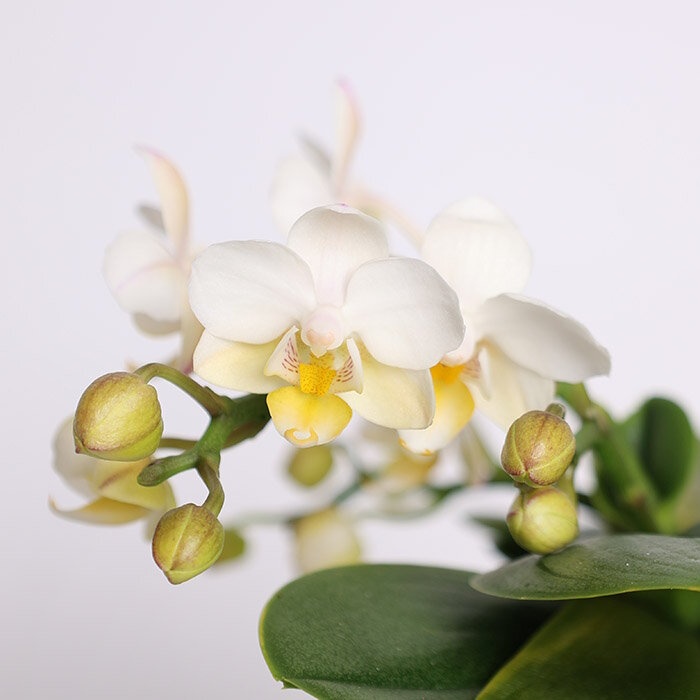 Орхідея міні у горщику