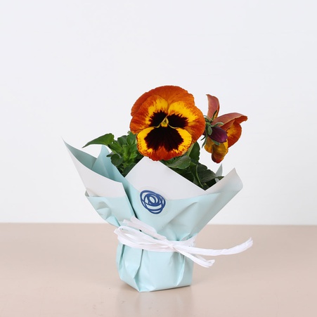 Композиция из анютиных глазок и лаванды