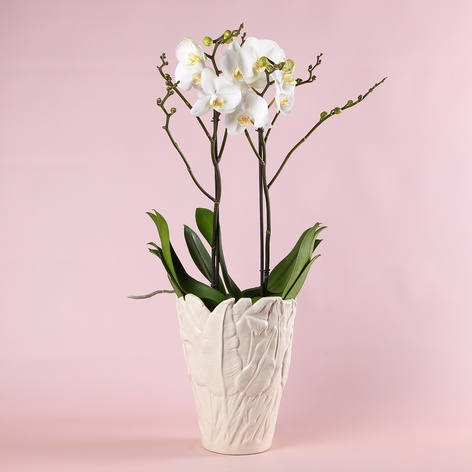 Орхідея Фаленопсис в горшку