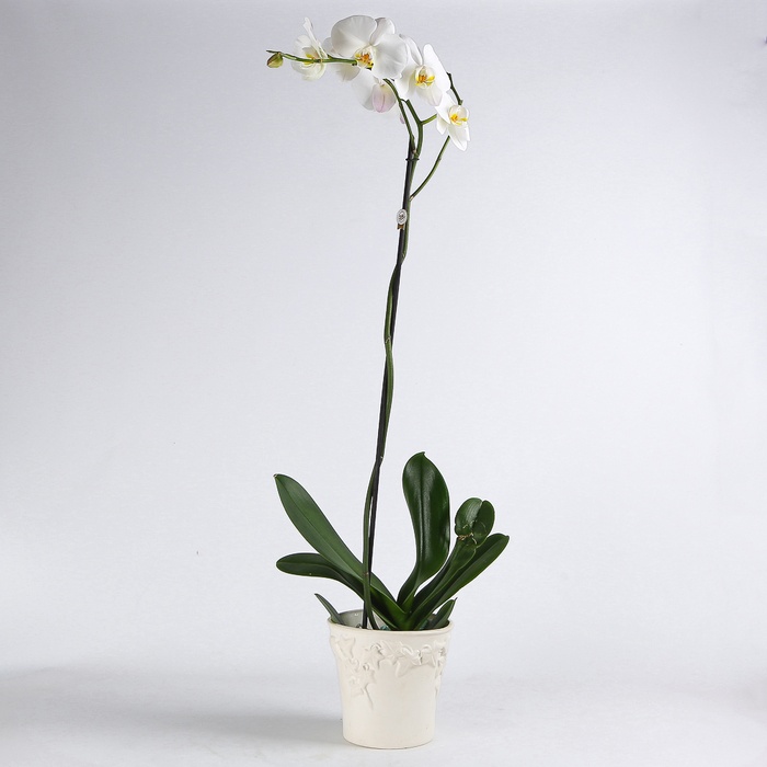 Орхидея Фаленопсис в горшке