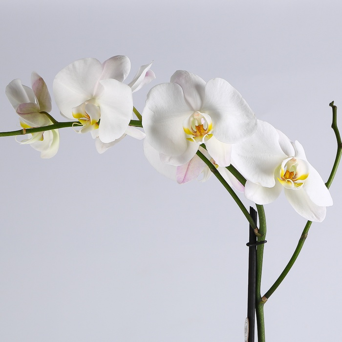 Орхидея Фаленопсис в горшке