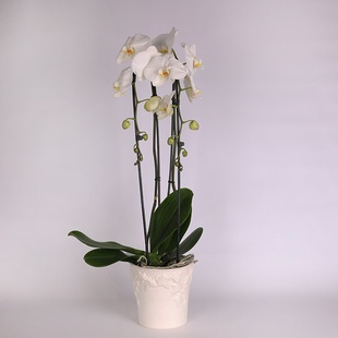 Орхидея Фаленопсис в горшке