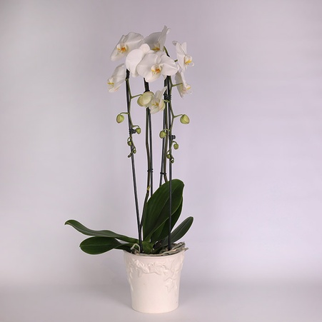 Орхидея Фаленопсис в горшке
