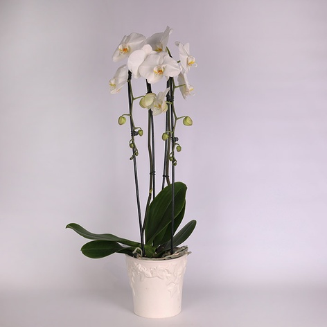 Орхидея Фаленопсис в горшке