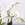 Орхідея Фаленопсис в горшку