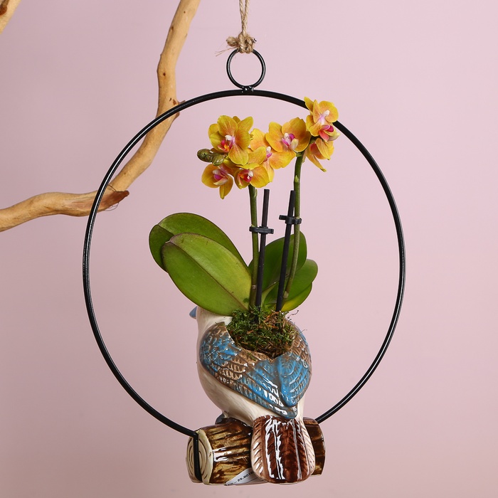 Фаленопсис мини в кашпо