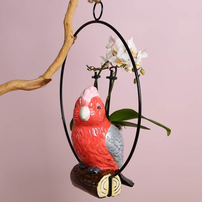 Фаленопсис мини в кашпо