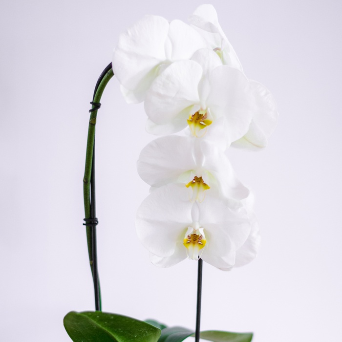 Орхидея Фаленопсис арка в горшке