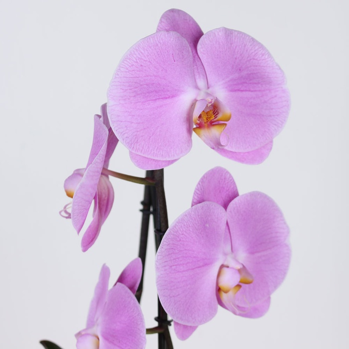 Орхидея Фаленопсис арка в горшке