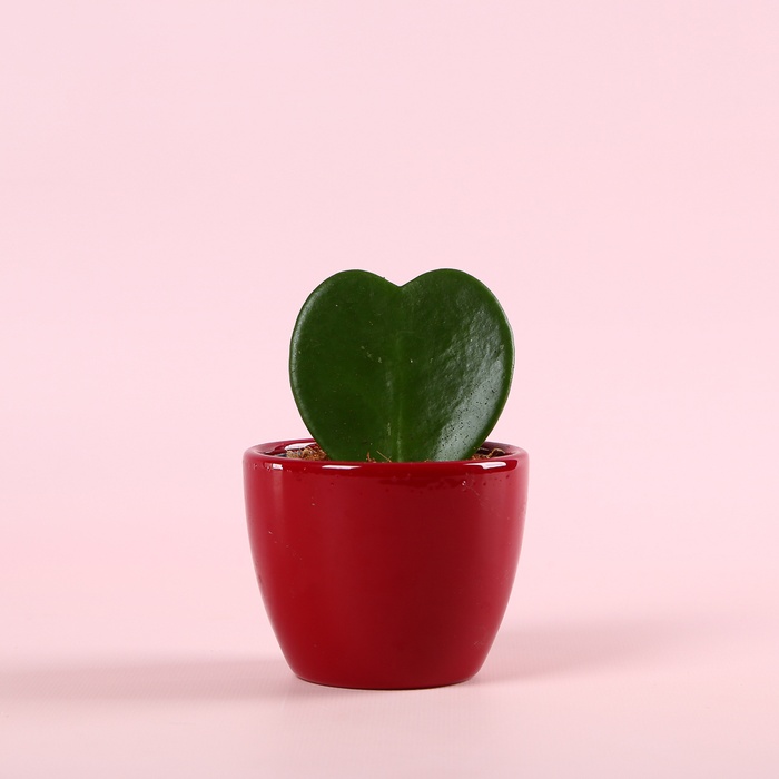 Хойя Керри сердечко в горшке