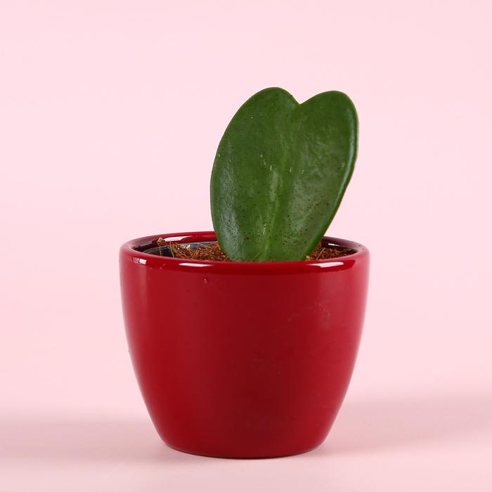 Хойя Керри сердечко в горшке