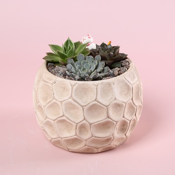 Суккулент микс в кашпо, M