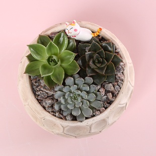 Сукулент мікс в кашпо, M