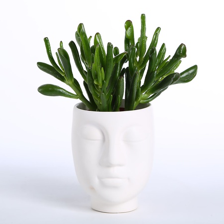 Сукулент мікс в кашпо, M