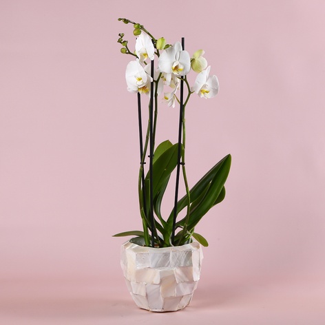 Орхидея White в горшке