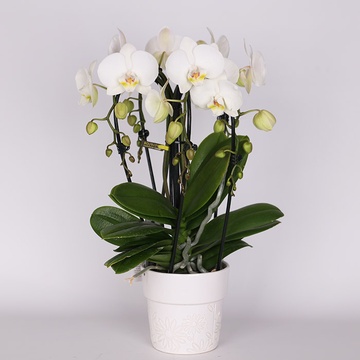 Орхідея White в горщику