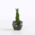 Сансевієрія в горшку, XS