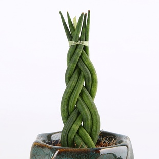 Сансевиерия в горшке, XS