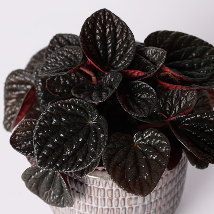 Пеперомія у горщику